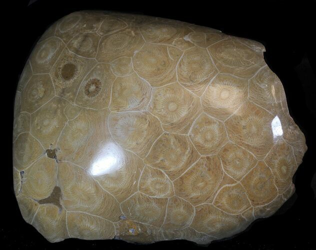 Polished Fossil Coral Head - Morocco #35361